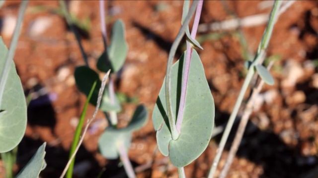 Moricandia arvensis смотреть онлайн