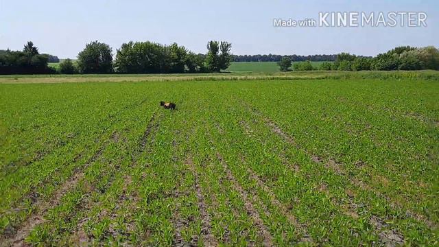 Поиск потерянной дичи ZOV LESA BOR смотреть онлайн
