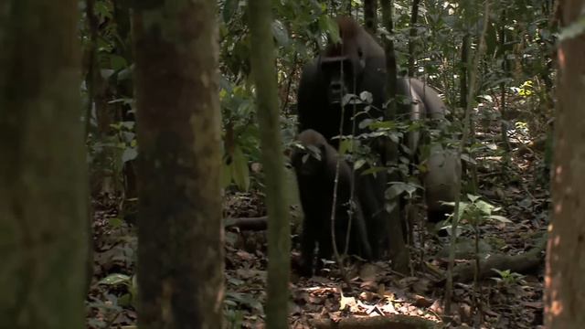 ¿QUE CAUSÓ LA EXTINCIÓN DE LA ESPECIE DE KING KONG? | EXPLICACIÓN UNIVERSO KING KONG смотреть онлайн