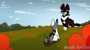 коты воители видио из тик тока| 1 часть|