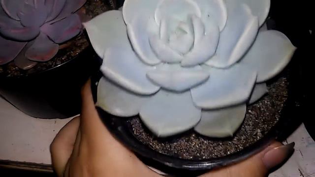 Top 3 GRAPTOVERIAS E Comemoração De 500 Inscritos No Canal!!!!!!!