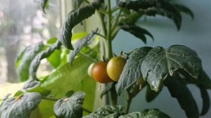 Комнатный томат "Каменный цветок". От семечки до плода