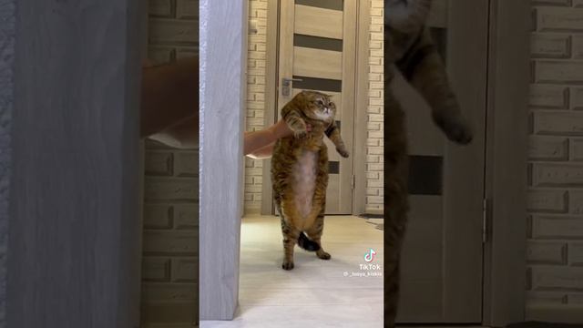 Пузиком Пузиком