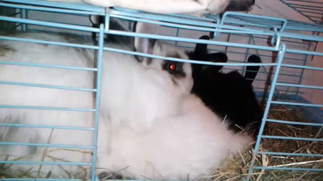 Крольчиха кормит крольчат. смотреть онлайн