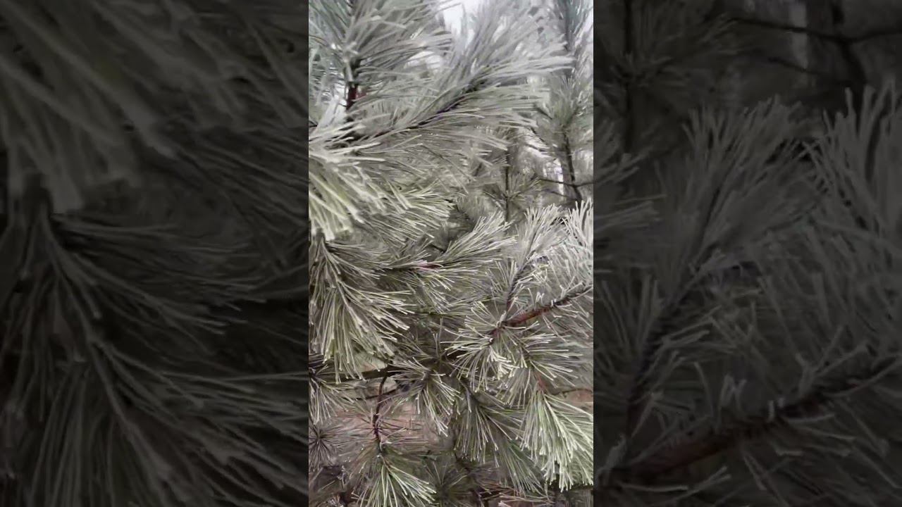 Коротко о погоде в Крыму сегодня смотреть онлайн