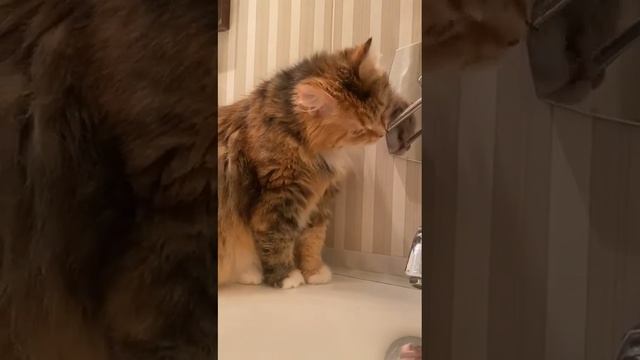 Наяда дома смотреть онлайн