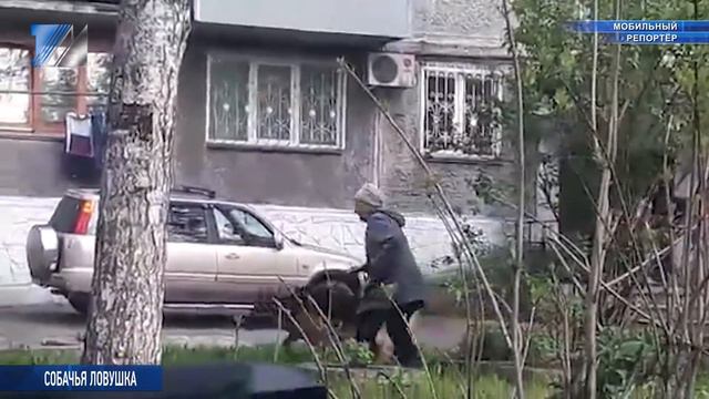 Когда собака выгуливает бабушку смотреть онлайн