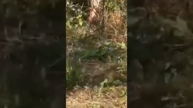 ❗На Кубани огромные стаи саранчи атакуют поля. Нашествие насекомых в Краснодарском крае смотреть онлайн