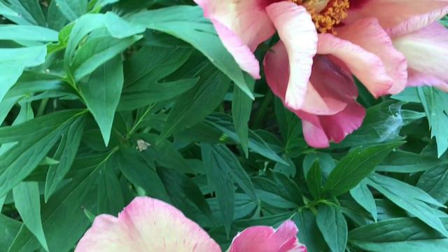 Itoh Peony:  Visions Sugar Plums