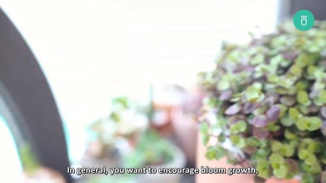 BEST TIPS | HOW TO CARE FOR PINK LADY CALLISIA REPENS (TURLE VINE) смотреть онлайн