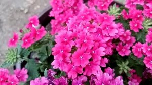 Вегетативная вербена «Vanessa compact Pink neon»