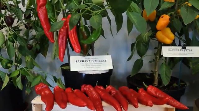 ИНТЕРЕСНЫЕ СОРТА ПЕРЦЕВ. ВЫСТАВКА 2018 смотреть онлайн