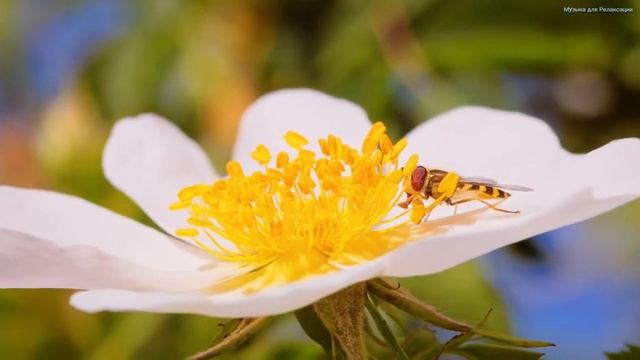 САМАЯ КРАСИВАЯ МУЗЫКА ДЛЯ ДУШИ! Одна из самых красивых и волшебных песен о любви! Красивые пейзажи