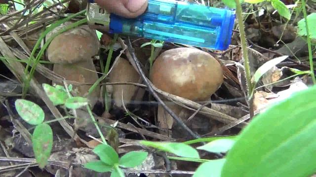 22 - Энцефалитный Клещ больше не укусит Дедовский способ от клещей смотреть онлайн