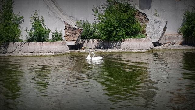 Ирина Самарина "Проходит все..." смотреть онлайн