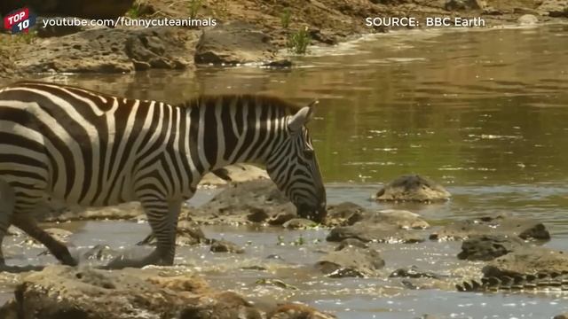 CROCODILE ATTACKS ZEBRA MOMENTS смотреть онлайн