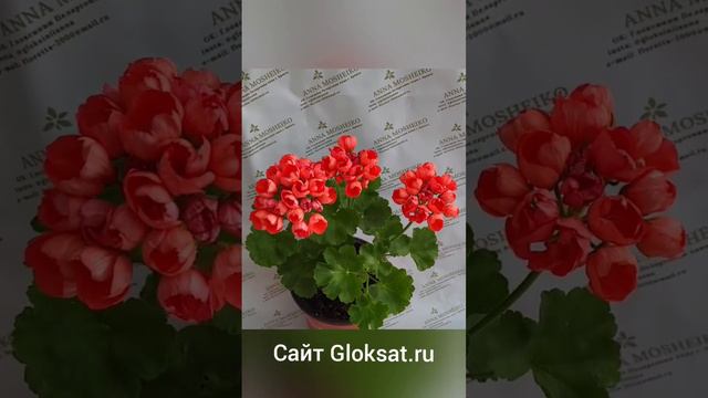 Прекрасная Red Pandora #герань#пеларгонии#пеларгония#комнатныецветы#цветы смотреть онлайн