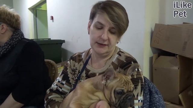 Французский бульдог. Особенности породы, уход на Ilike.pet