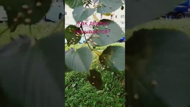 Как дерево называется? #sports смотреть онлайн