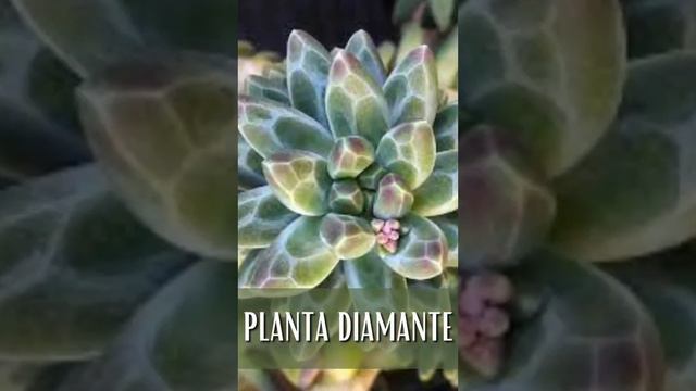 3 Suculentas De Sombra  #jardinagem #jardim #suculentas