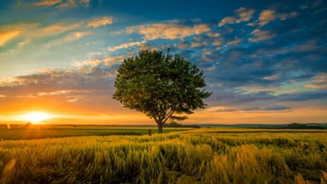 Внутренний ребенок (Дерево) смотреть онлайн
