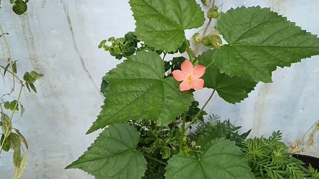 First time Nityamalli Flower смотреть онлайн
