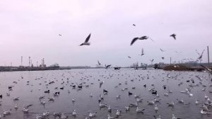 Крики голодных чаек.  Январь чайки выпрашивают еду