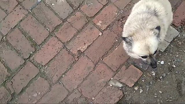 Собака. Дворняжка. Прикольная собака Марфа. Сторожевая собака. смотреть онлайн