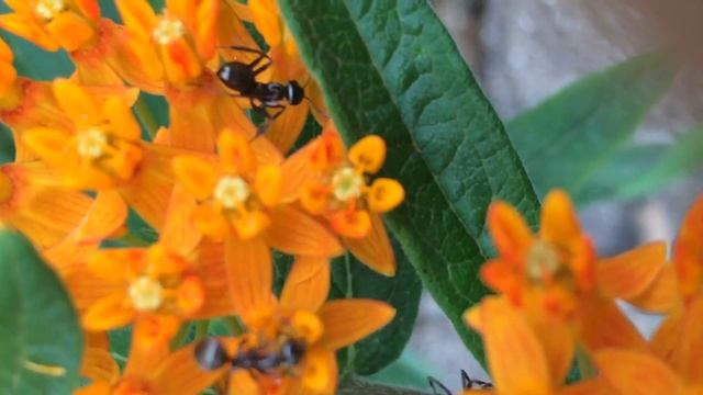 ants on butterfly weed (Asclepias tuberosa)_ смотреть онлайн