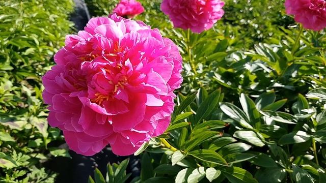 Незабываемый розовый пион GOODY / Сад Ворошиловой смотреть онлайн