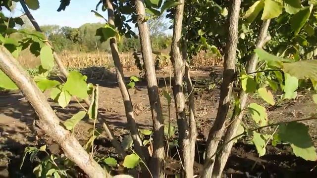 фундук проверено смотреть онлайн