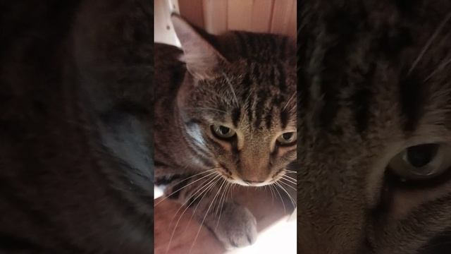 Васька в сауне ЧАСТЬ 1 #shorts смотреть онлайн