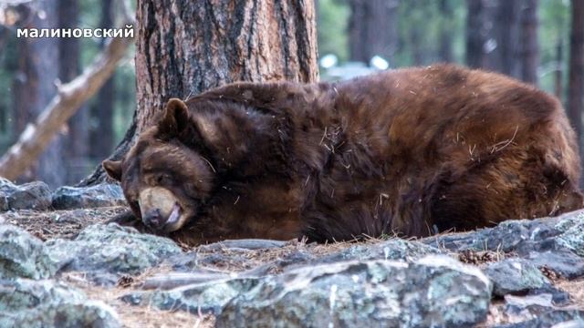 Медведь в спячке. На что способен медведь во время и после зимней спячки смотреть онлайн