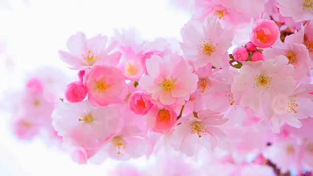 Энергопрактика "Лотос Женственности" смотреть онлайн