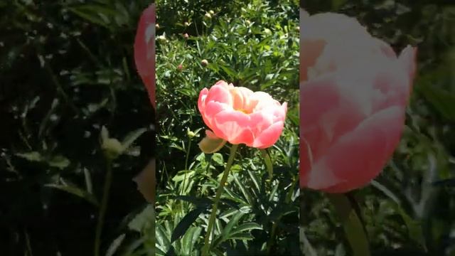 Пион Корал Суприм (Paeonia Coral Supreme) смотреть онлайн