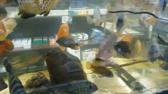 Тиляпия бутикофери или зебровая/Tilapia buttikoferi/ смотреть онлайн