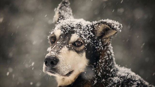 CANON EOS 1100D SHMAGI VASHAKMADZE смотреть онлайн