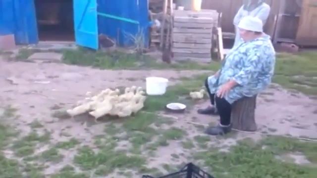 Командующая уток на пеньке ! ржака до слез смотреть онлайн