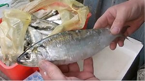 готовим донскую селедку: солим, вялим, жарим.