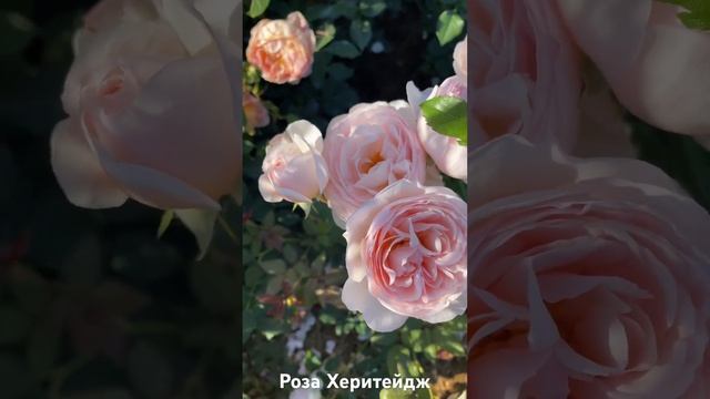 Роза Херитейдж/ rose Heritage #розарий #садоводство #розы #цветы #roses #сад смотреть онлайн