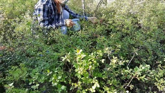 В поисках вкусной голубики.... Верхняя Амга смотреть онлайн