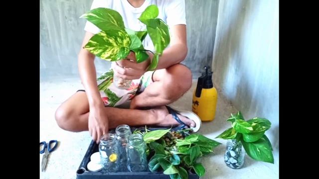 How To Propagate golden pothos plant into || Nata de Coco Bottle смотреть онлайн