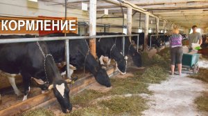 Кормление молочного КРС.  Фермерское хозяйство Овсянникова.