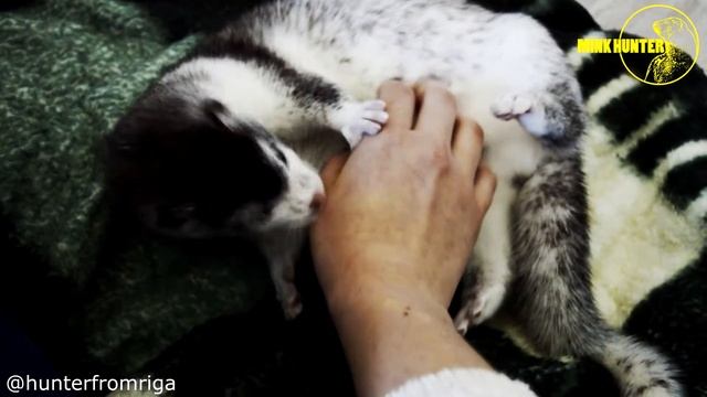 ЛОЖНОЕ МАТЕРИНСТВО У НОРКИ смотреть онлайн