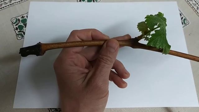 Что такое каллус?