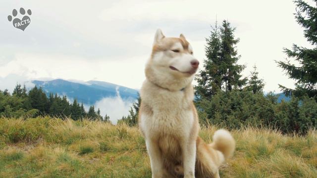 Top 10 Facts About Siberian Husky Dogs 101 смотреть онлайн
