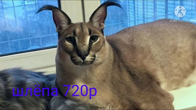 шлёпа 1080p шлёпа 720p шлёпа 1p смотреть онлайн