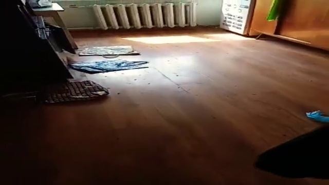 Результат обработки от тараканов, спустя 2 часа , Уфа. смотреть онлайн