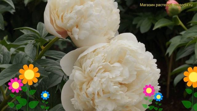 Пион молочноцветковый Колонел Оуэн Касинс. Краткий обзор paeonia lactiflora Colonel Owen Cousins смотреть онлайн