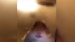 Миша привет, Мишааааа, Миша Как Дела? Миша Привет Хомяк